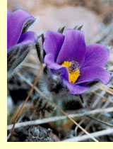 Сон-трава,прострел раскрытый (Pulsatilla patens) Сон-трава,прострел раскрытый (Pulsatilla patens)